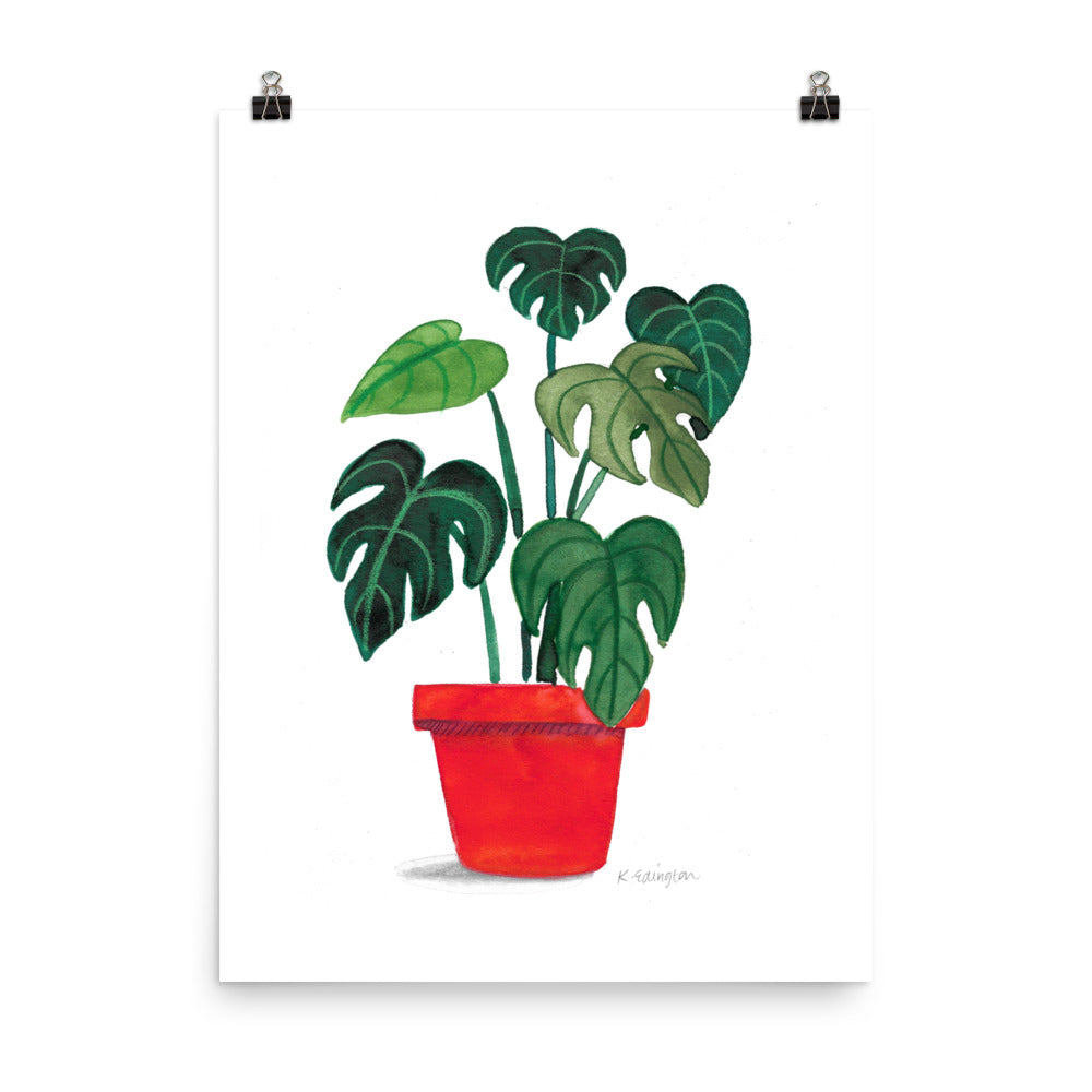 Monstera Monday